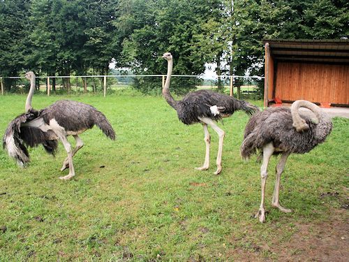 junge-strausse-im-gehege
