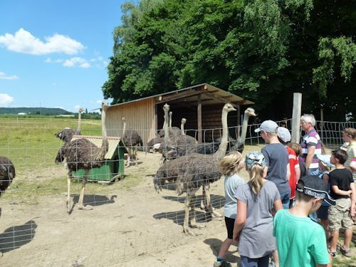 kinder-nah-an-den-straussen