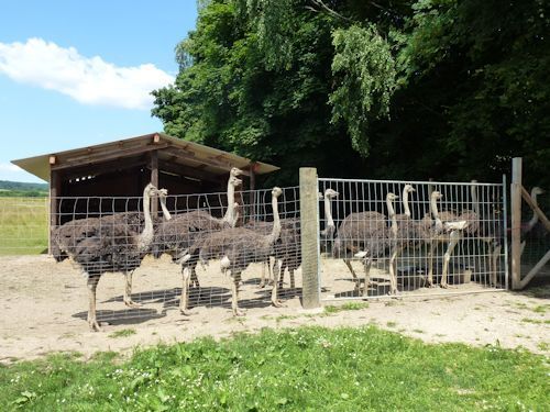straussen-im-gehege-02